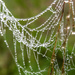 Dewdrops Mean Wet Feet - and Spider Webs by milaniet