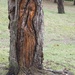 Tree Man by selkie