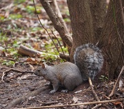 21st Apr 2015 - Grey Squirrel