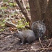 Grey Squirrel by selkie