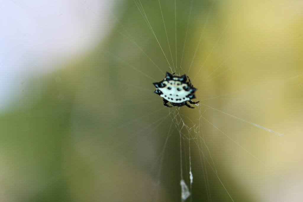 Tiny spider by ingrid01