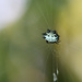 Tiny spider by ingrid01