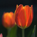 Tulip Time by genealogygenie
