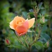 Miniature Orange Rose by markandlinda
