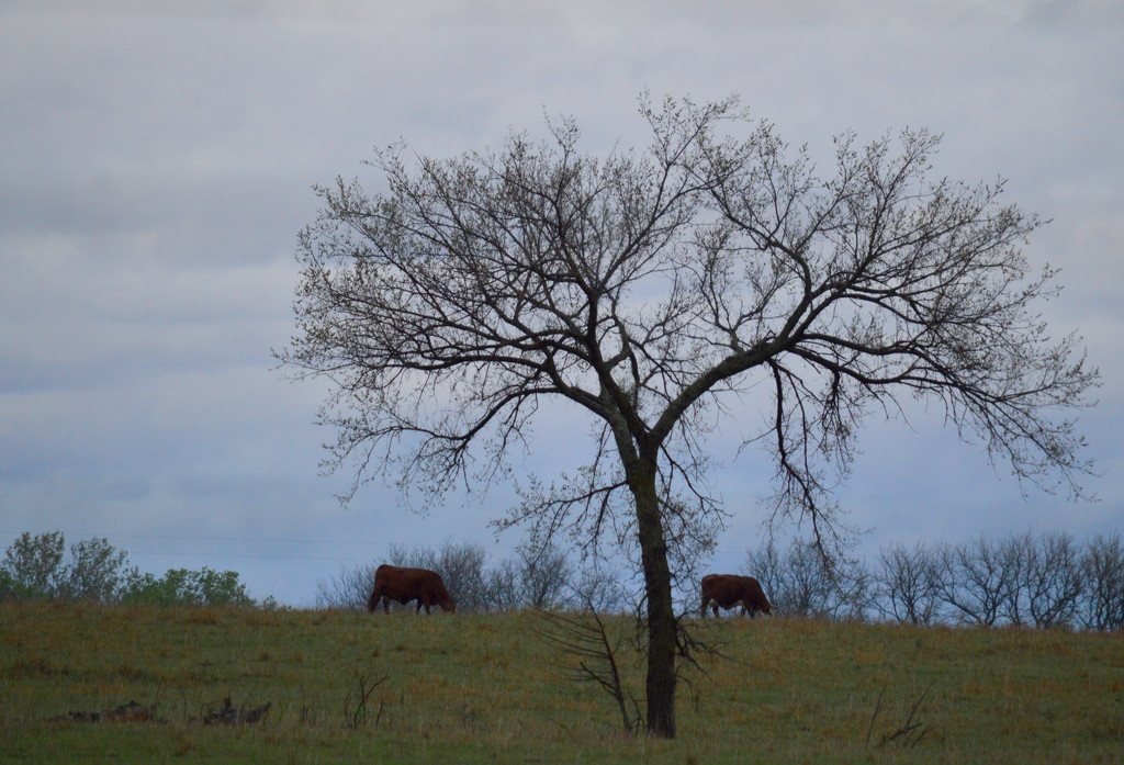 Two Cows and a Tree by kareenking