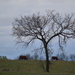 Two Cows and a Tree by kareenking