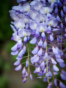 21st Apr 2015 - Not Lilacs