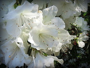 22nd Apr 2015 - White azaleas