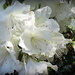 White azaleas by homeschoolmom