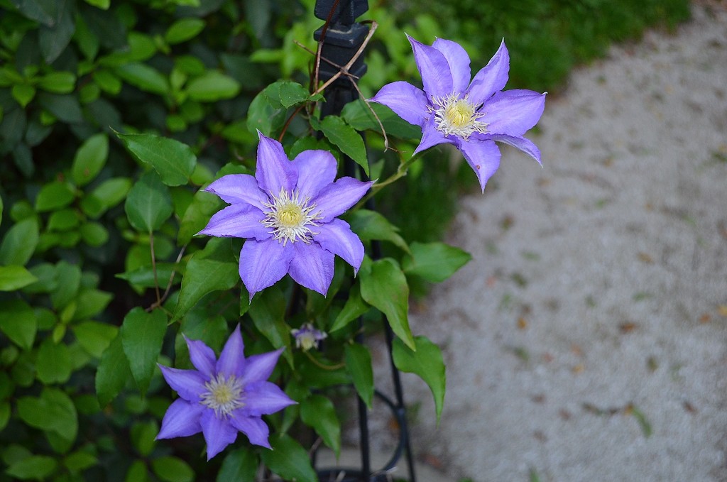 Clematis in our front garden by congaree