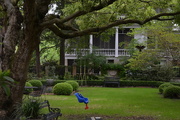22nd Apr 2015 - Garden, historic district, Charleston, SC