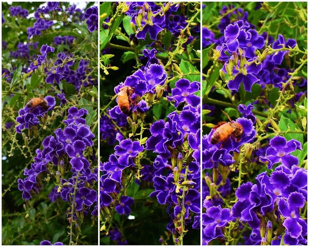 Busy, Busy Bees. by happysnaps