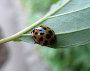 13th Jul 2010 - harlequin ladybird