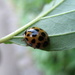 harlequin ladybird by steveandkerry