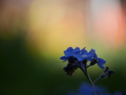 22nd Apr 2015 - Forget - me - not