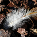 Feather Light by flyrobin