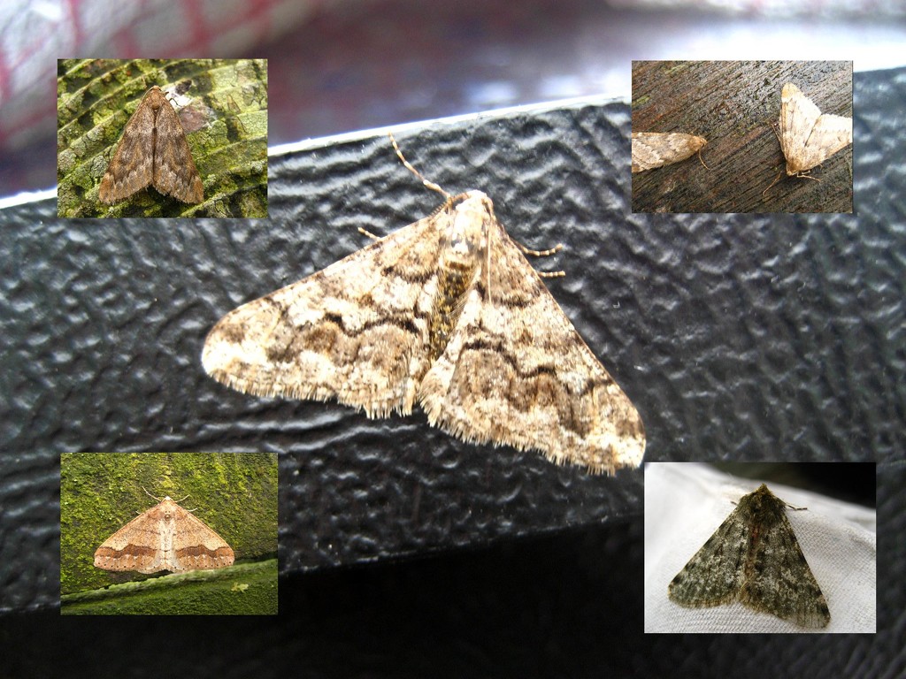 February moths by steveandkerry
