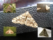 21st Feb 2014 - February moths