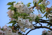 21st Apr 2015 - Blossom