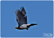 22nd Apr 2015 - Pigeon In Flight