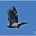 Pigeon In Flight by carolmw
