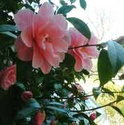 22nd Apr 2015 - camellia in sunlight
