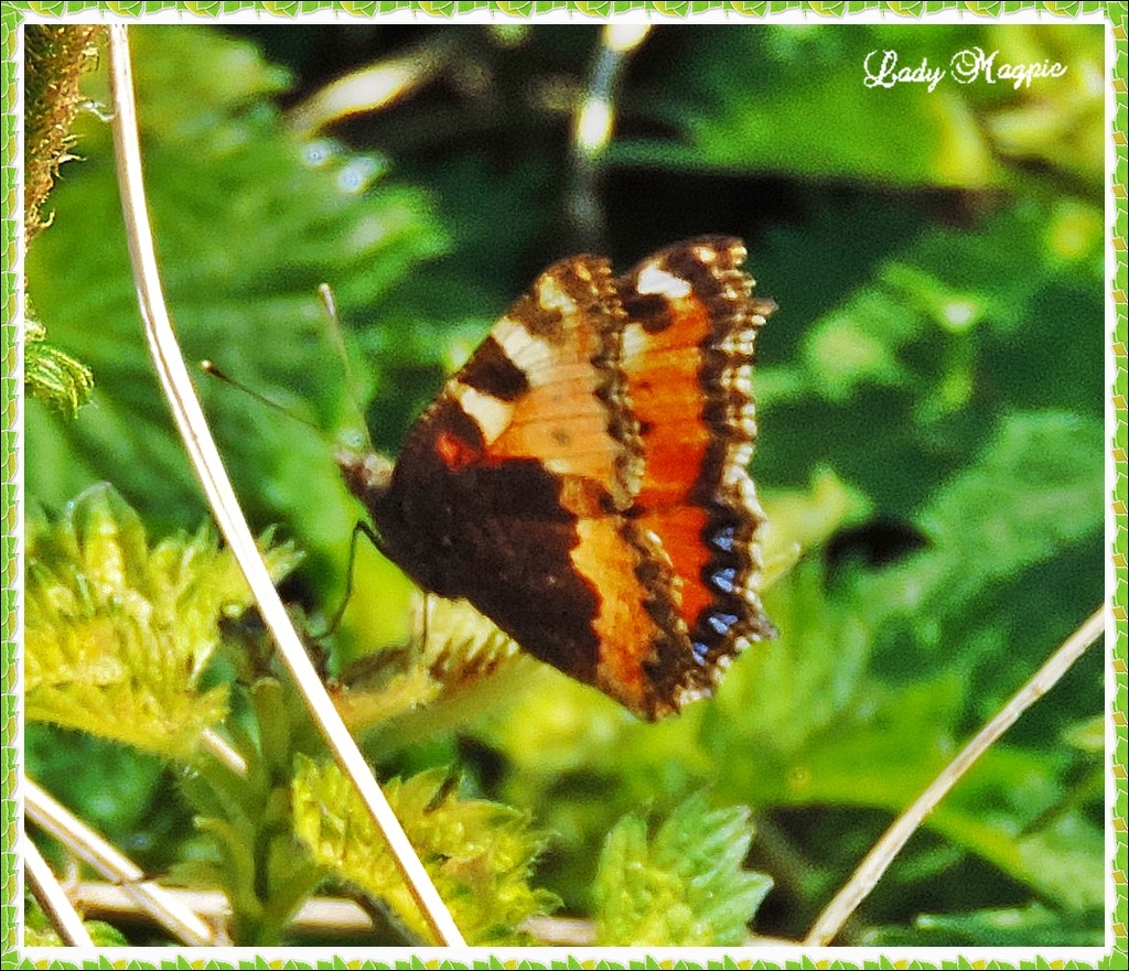 My First Spring Butterfly by ladymagpie
