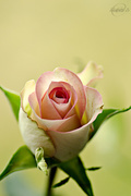 22nd Apr 2015 - Pink rose