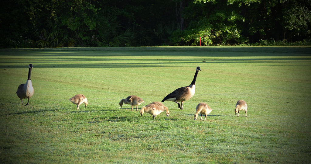 My local Goose Family by rickster549