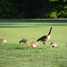 My local Goose Family by rickster549