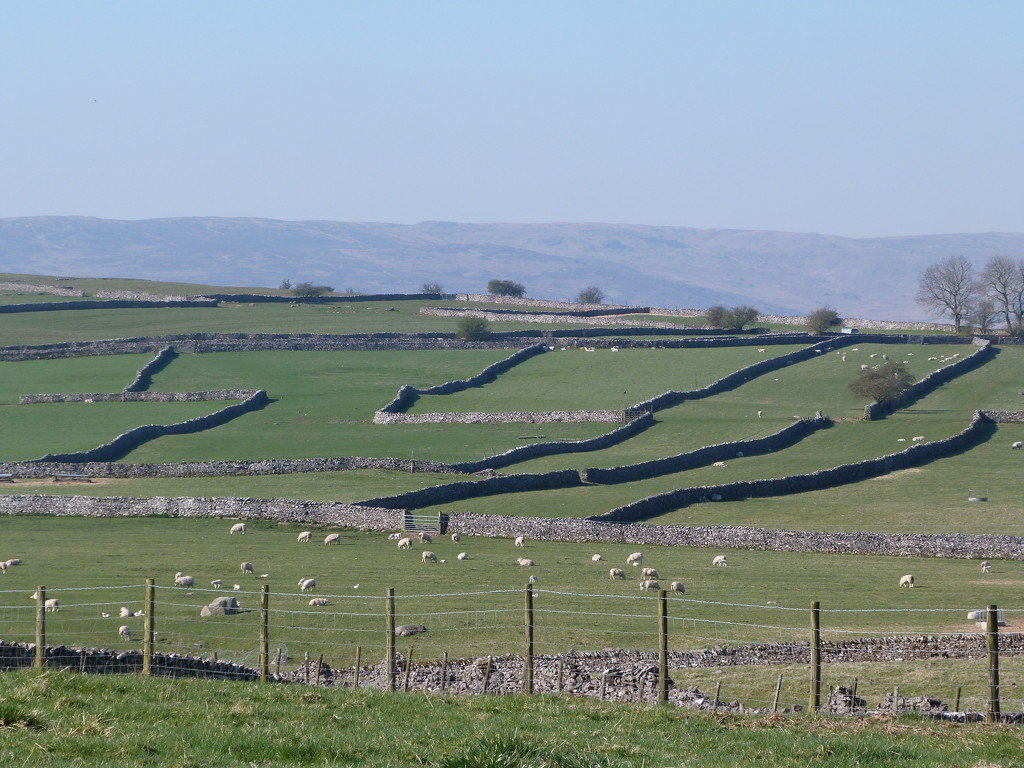 Dry stone wall by shirleybankfarm