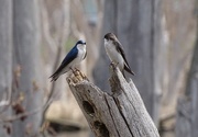 23rd Apr 2015 - Tree Swallows
