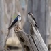 Tree Swallows by annepann