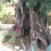 Carob tree by chimfa