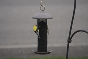 22nd Apr 2015 - goldfinches