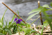 22nd Apr 2015 - Violet at the RIver