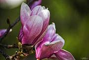 21st Apr 2015 - Magnolia Blooms