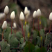 Bloodroot by jayberg