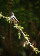 22nd Apr 2015 - Hummingbird Pause