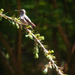 Hummingbird Pause by epcello
