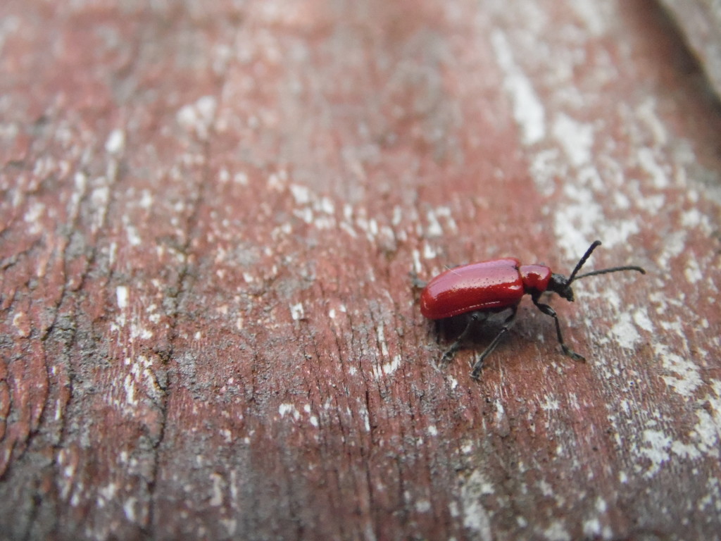 Scarlet Lily Beetle by dragey74