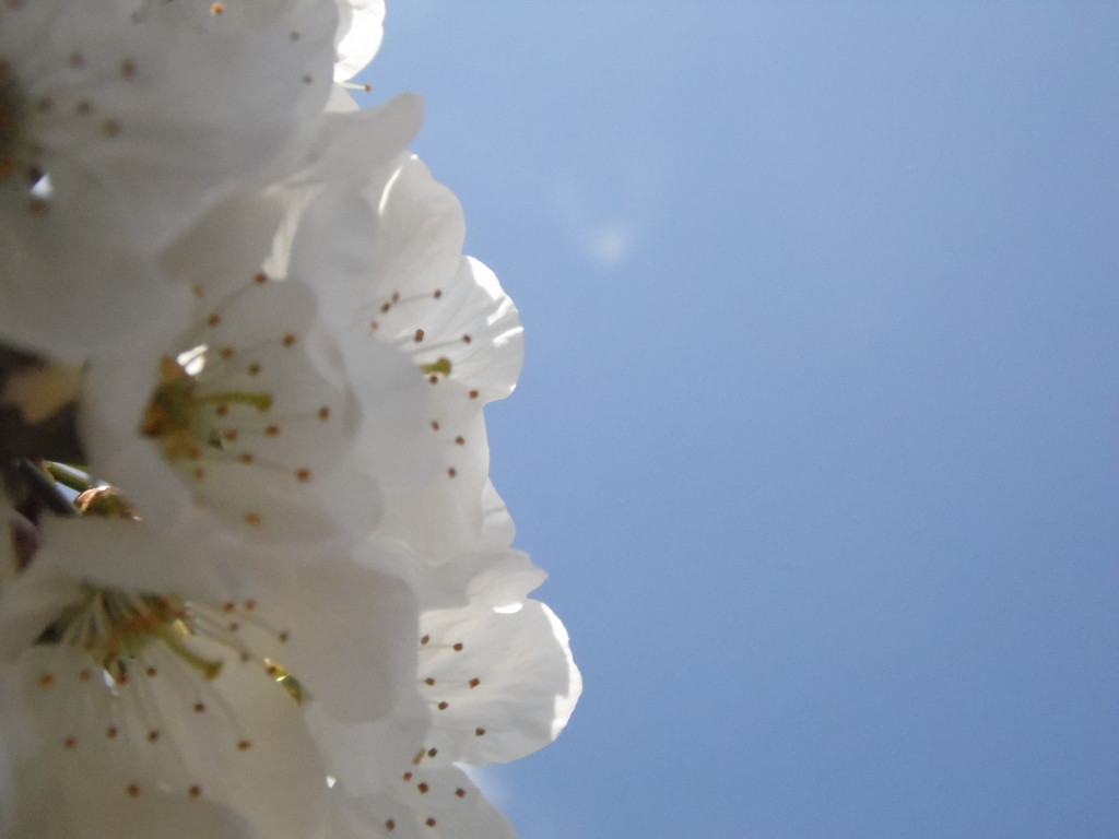 Cherry blossom by dragey74