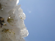 18th Apr 2015 - Cherry blossom