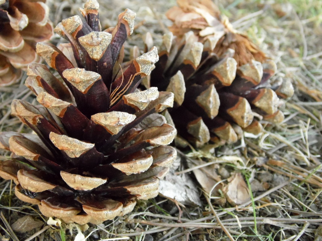 Pine cones by dragey74