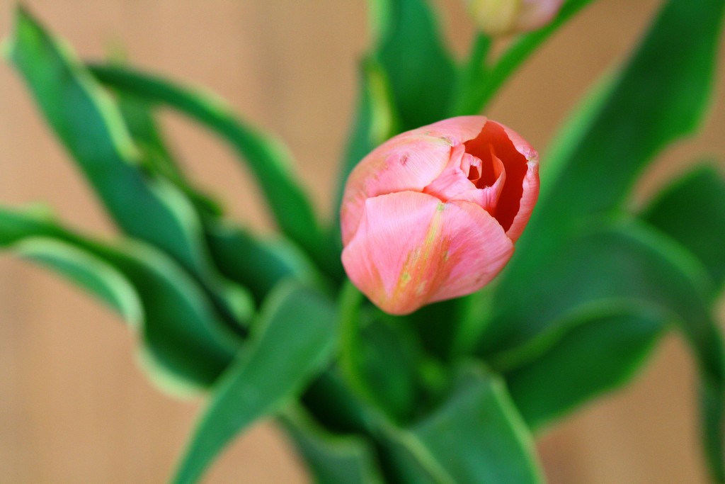 Pink Tulip by sarahlh