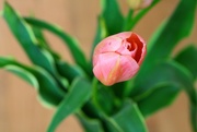 22nd Apr 2015 - Pink Tulip