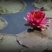 Water Lily  by markandlinda