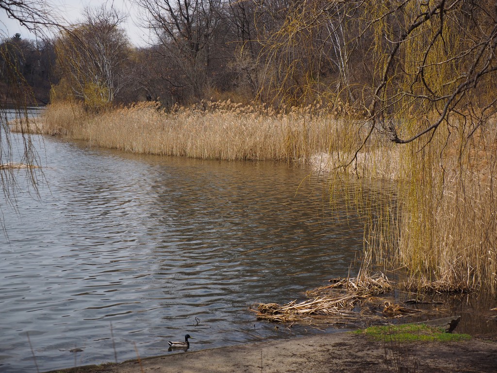 High Park by selkie