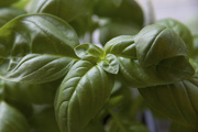 22nd Apr 2015 - Basil - waiting for the sun