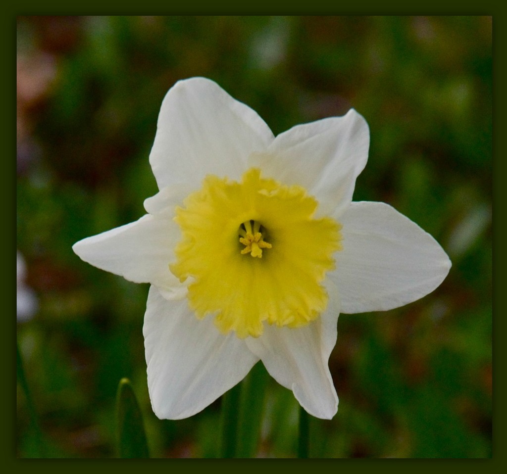 Daffodil by houser934